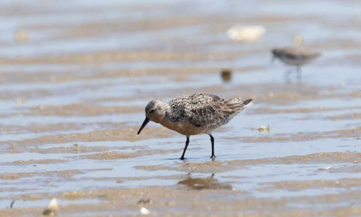 Red Knot - ML619811326