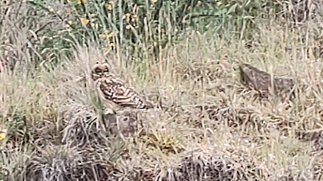 Short-eared Owl (Hawaiian) - ML619811327