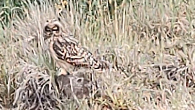 Short-eared Owl (Hawaiian) - ML619811328