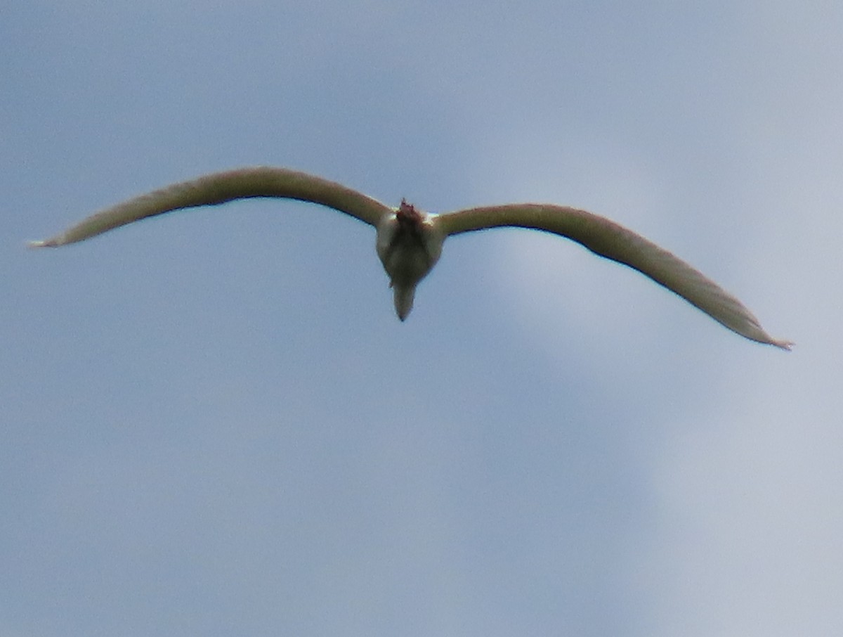 Great Egret - ML619811331