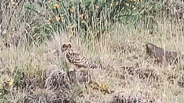 Short-eared Owl (Hawaiian) - ML619811332