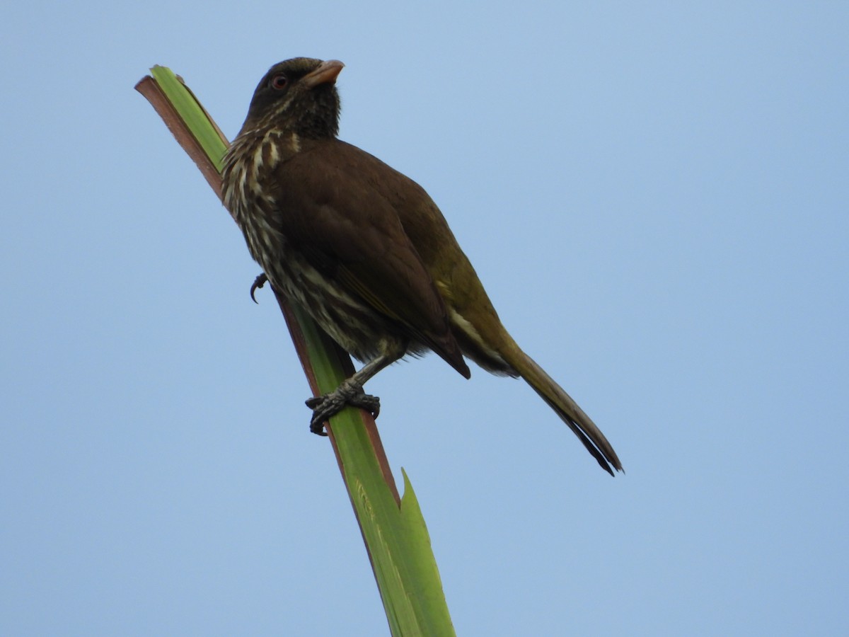 Palmchat - ML619811340