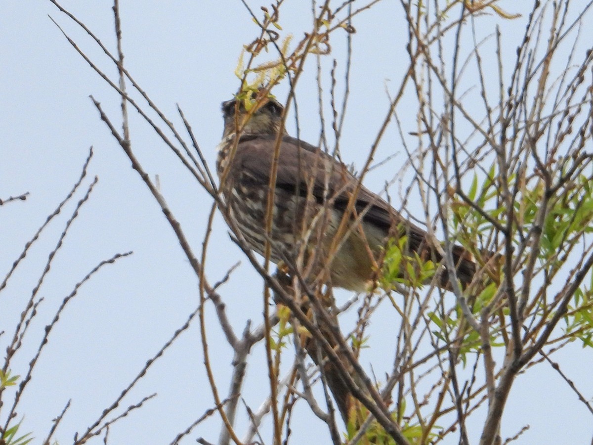 Merlin - ML619811348