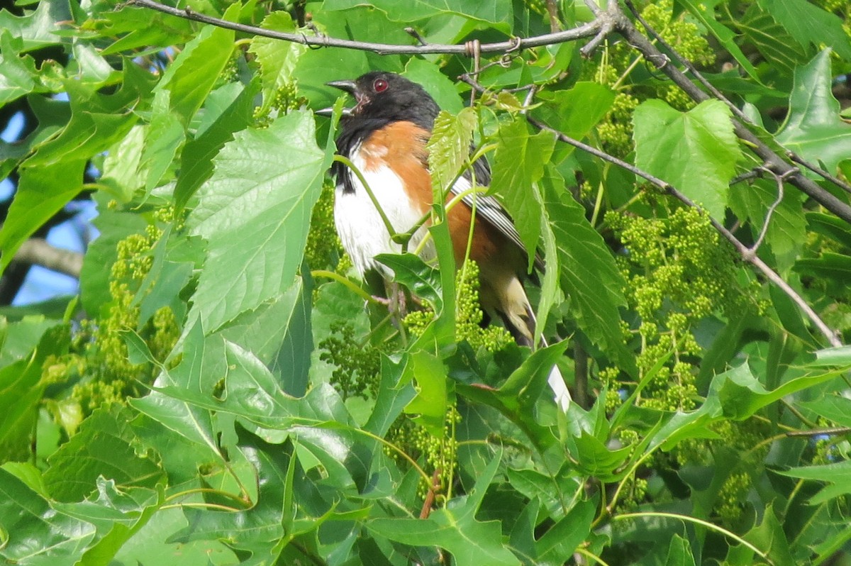 Eastern Towhee - ML619811361