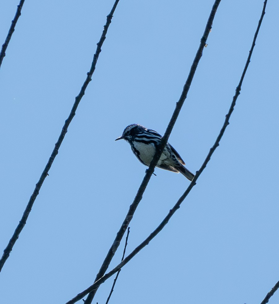 Black-and-white Warbler - ML619811364