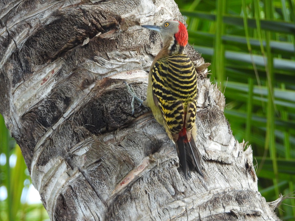Hispaniolan Woodpecker - ML619811366