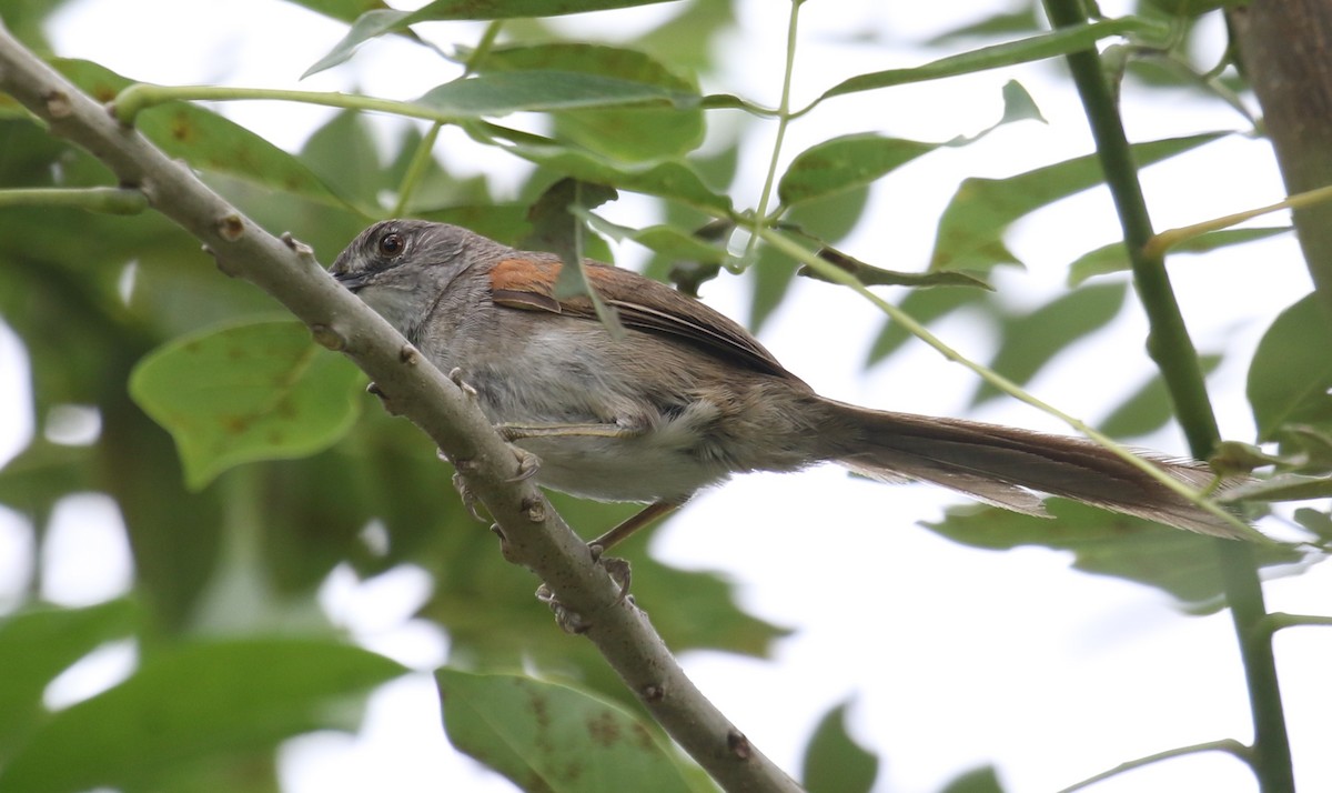 Pale-breasted Spinetail - ML619811367