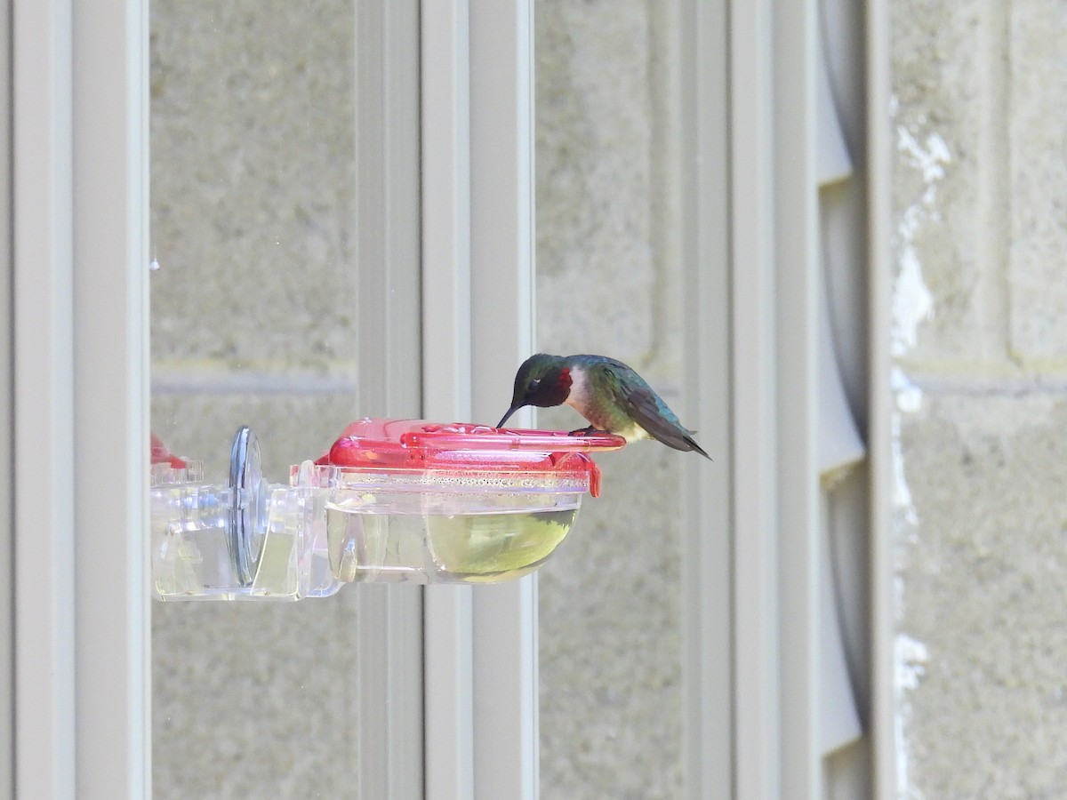 Ruby-throated Hummingbird - ML619811371