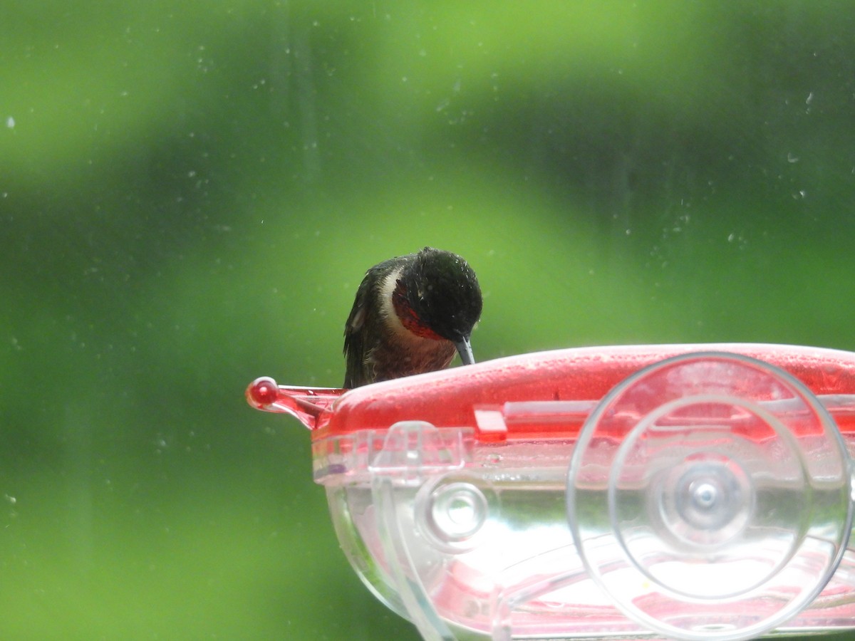 Ruby-throated Hummingbird - ML619811373