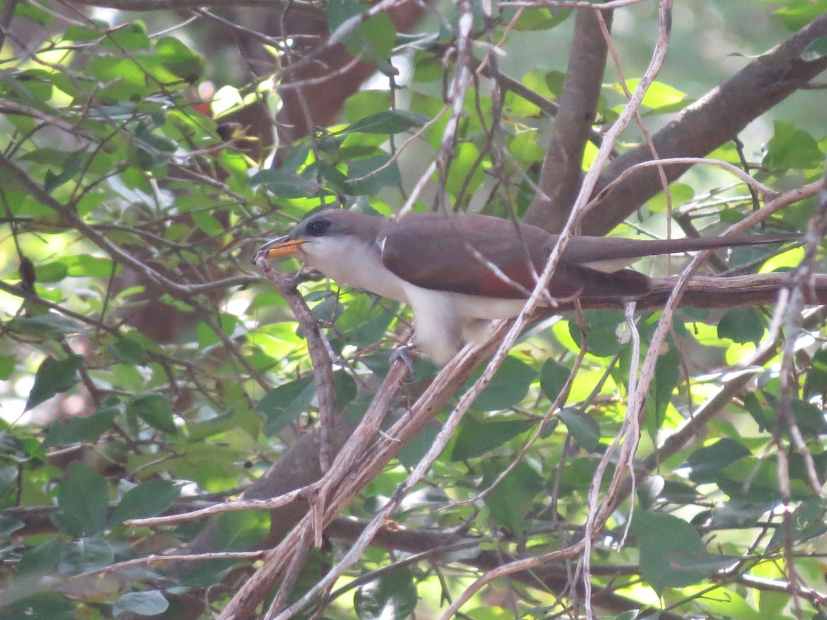 Yellow-billed Cuckoo - ML619811384