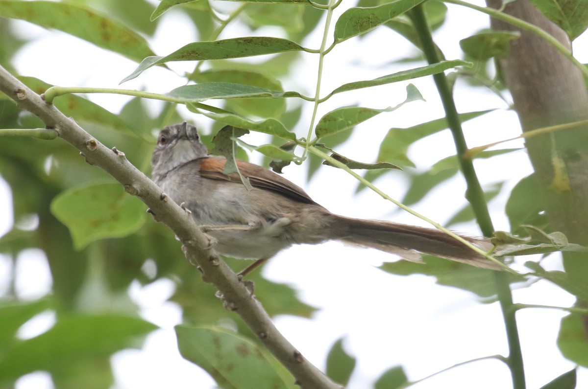 Pale-breasted Spinetail - Bradley Waggoner