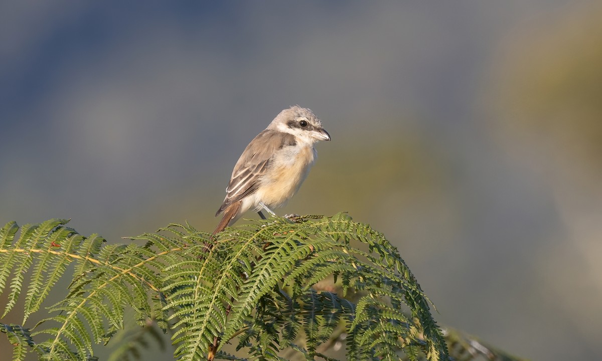 Brown Shrike - ML619811400