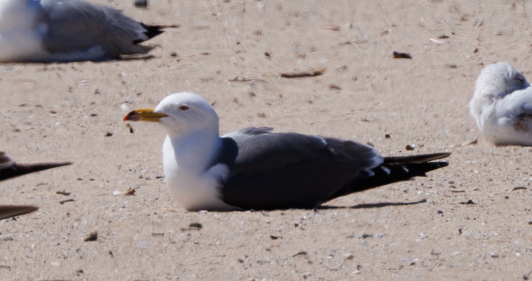 Black-tailed Gull - ML619811406