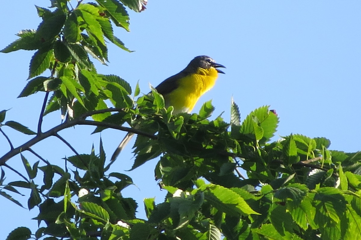 Yellow-breasted Chat - ML619811425