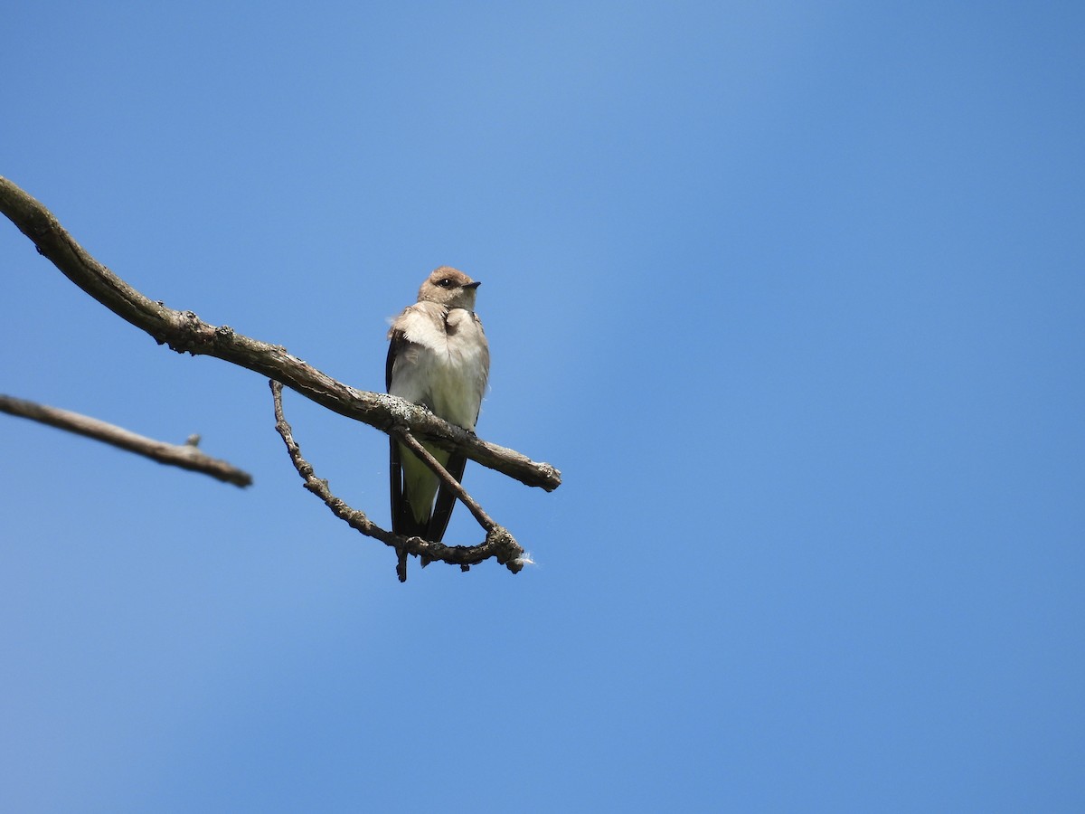 Northern Rough-winged Swallow - ML619811431