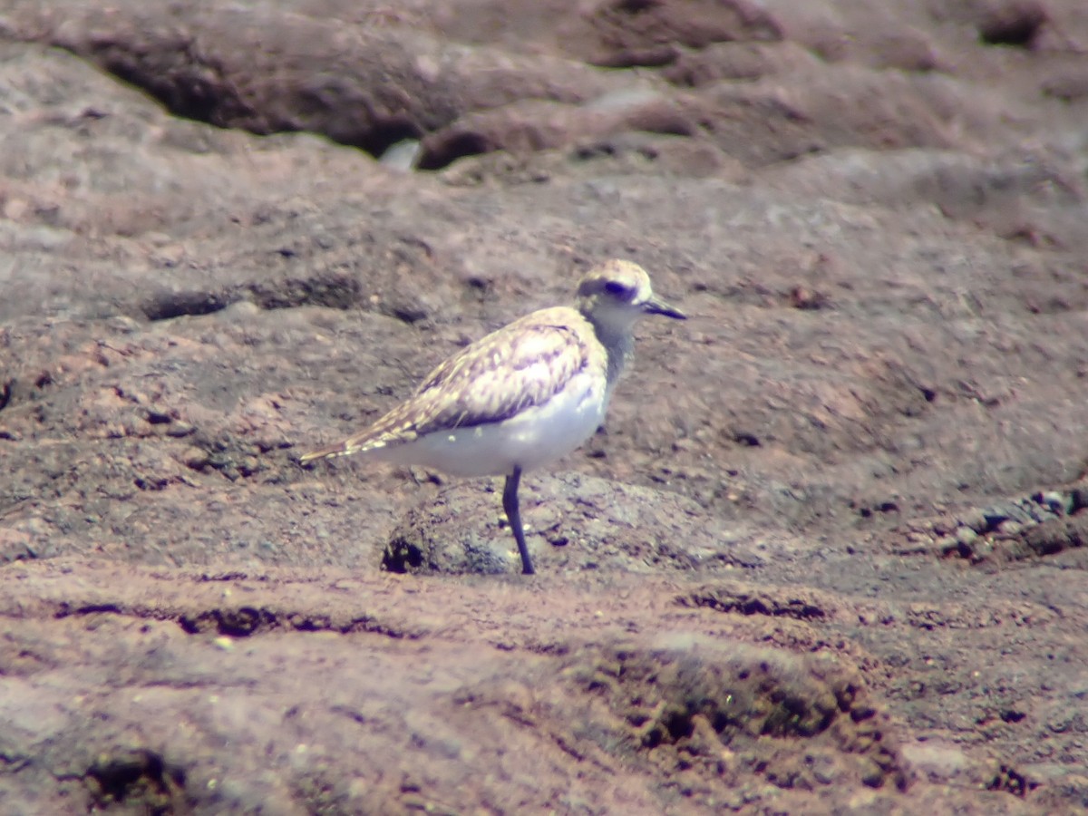 American Golden-Plover - Ben Jobson