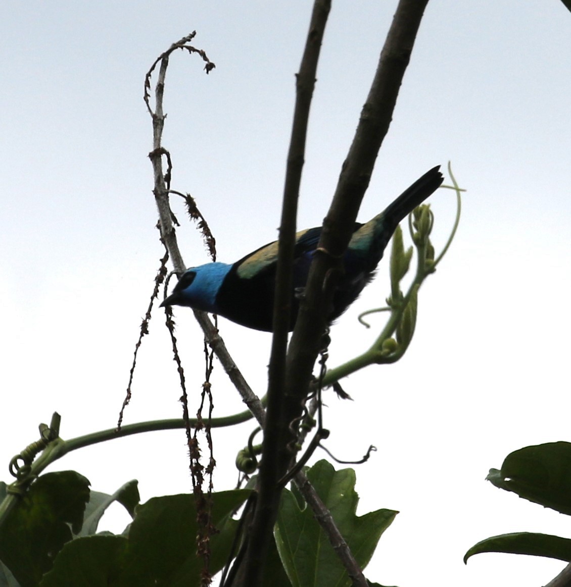 Blue-necked Tanager - ML619811439