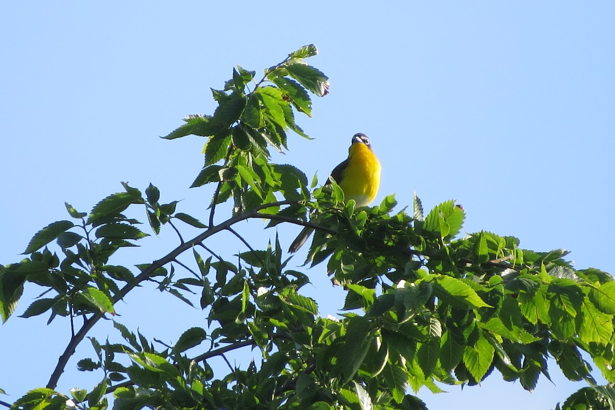 Yellow-breasted Chat - ML619811444