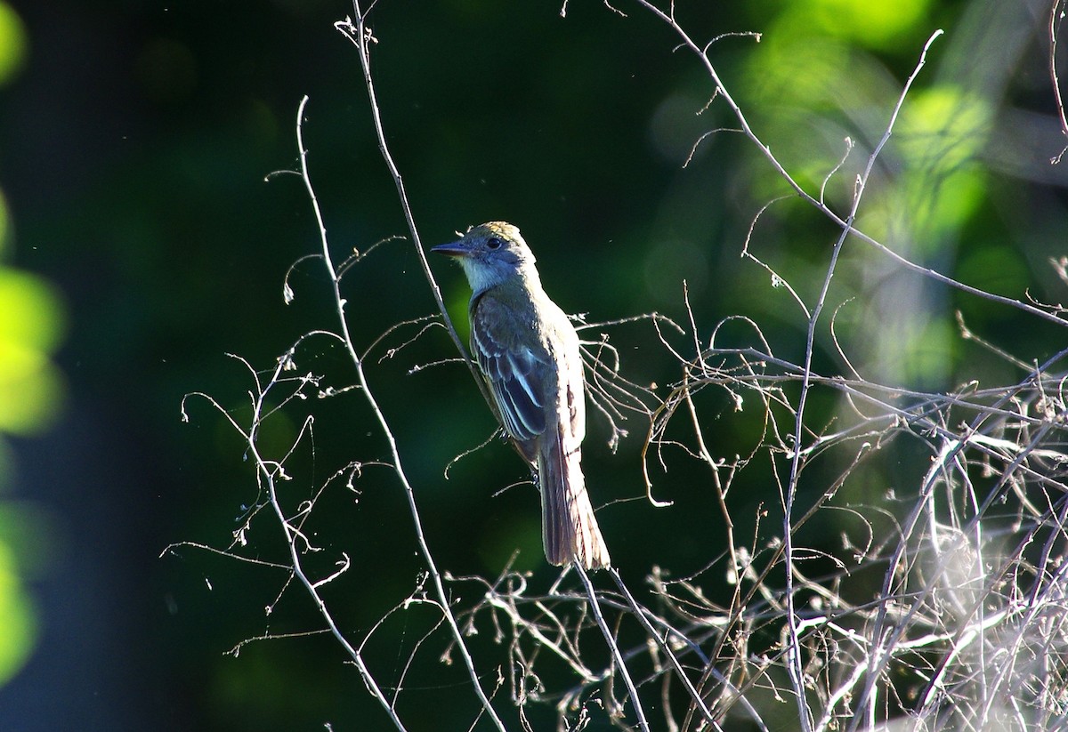 Great Crested Flycatcher - ML619811451