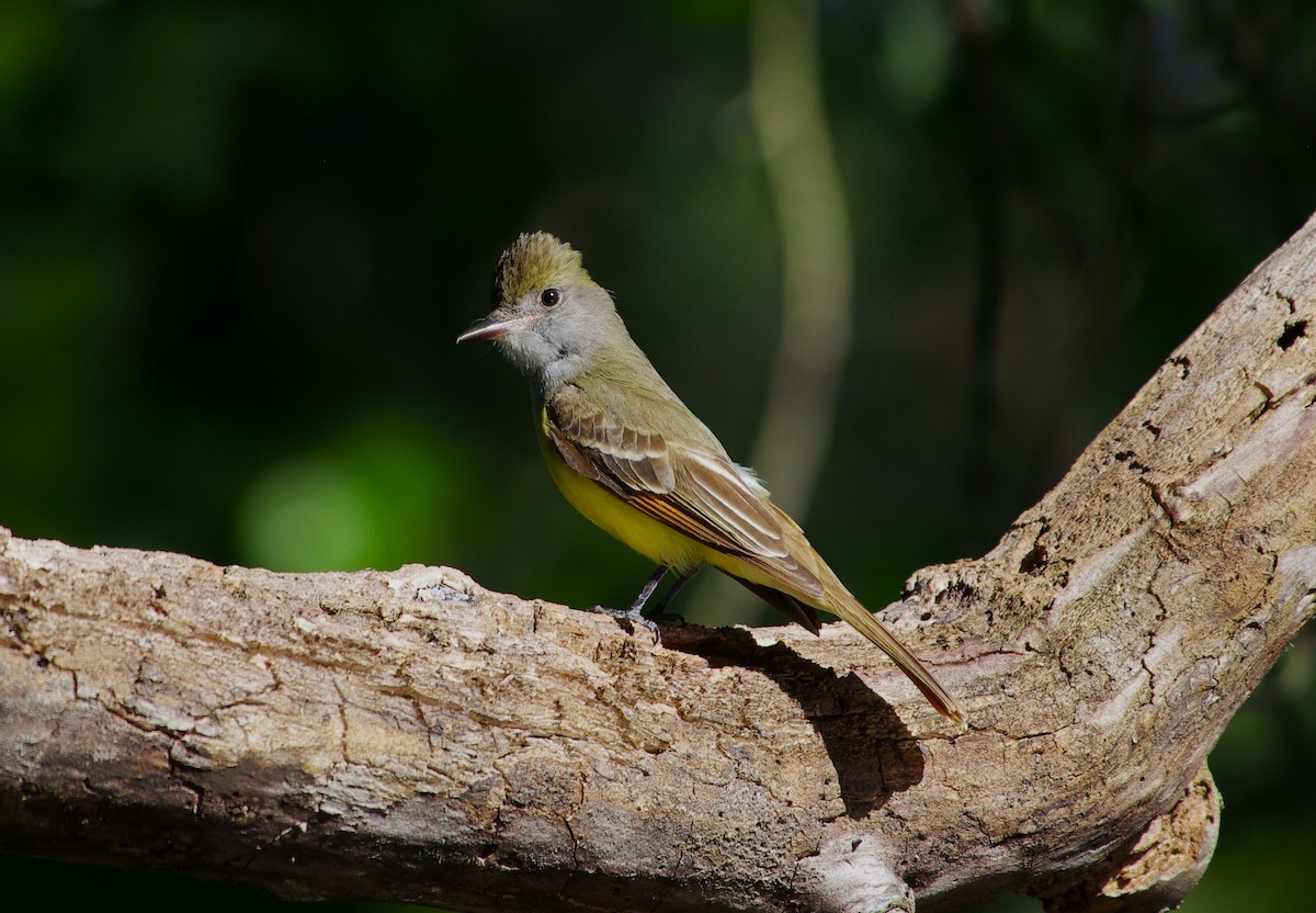 Great Crested Flycatcher - ML619811452