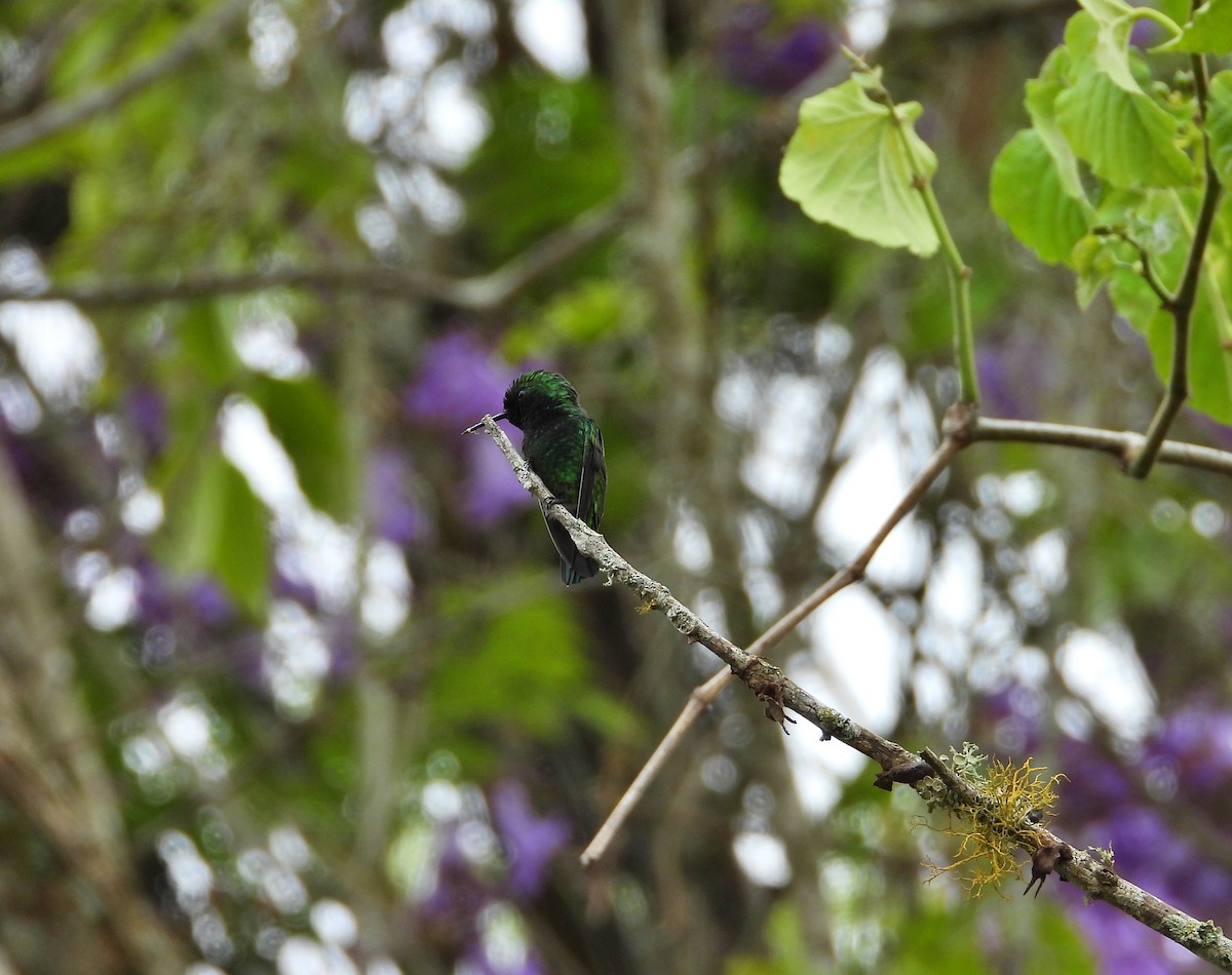 kolibřík venezuelský - ML619811458