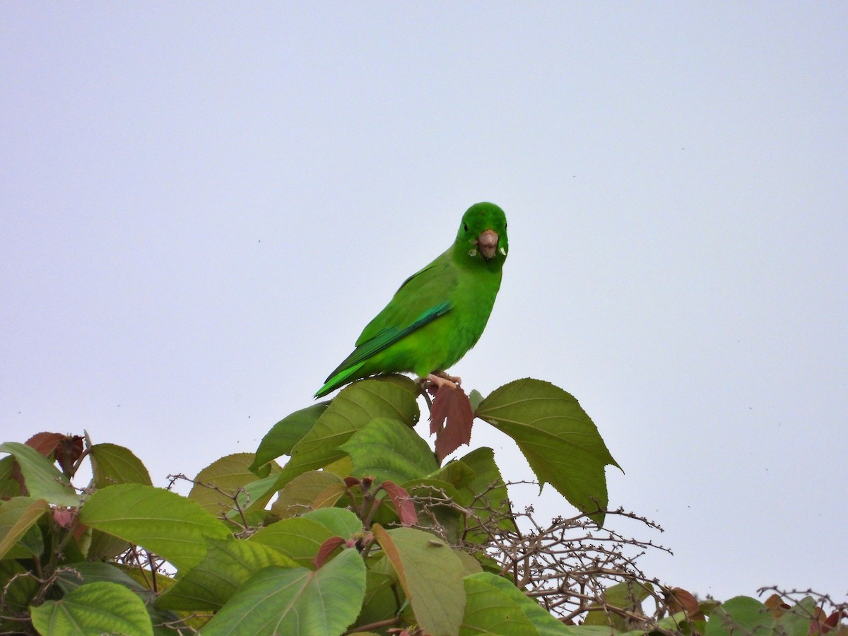 Green-rumped Parrotlet - ML619811464