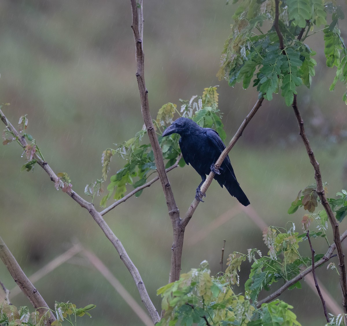 Large-billed Crow (Eastern) - ML619811475