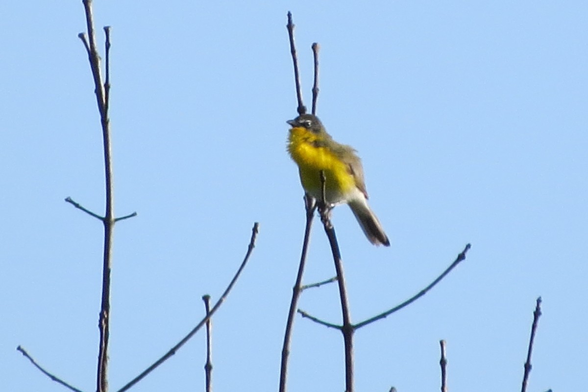 Yellow-breasted Chat - ML619811476