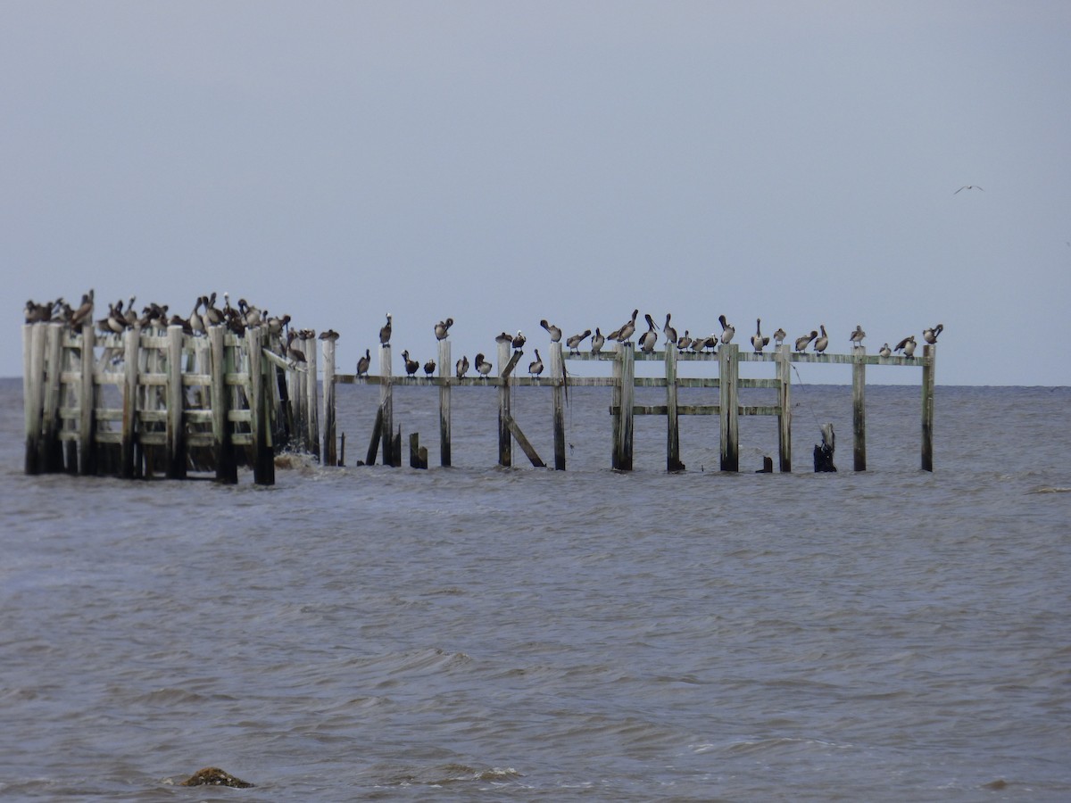 pelikán hnědý (ssp. carolinensis) - ML619811505