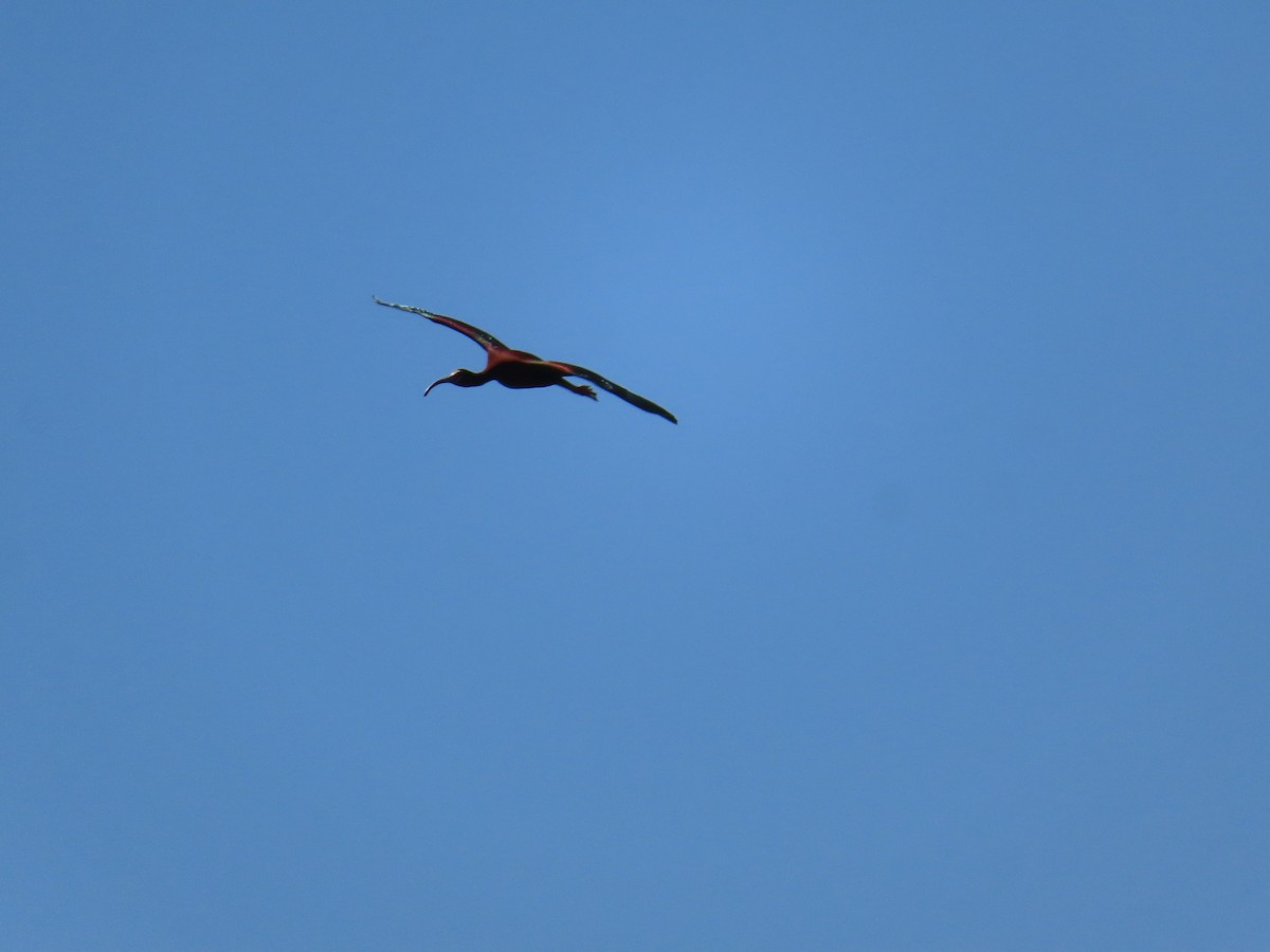 ibis americký - ML619811510