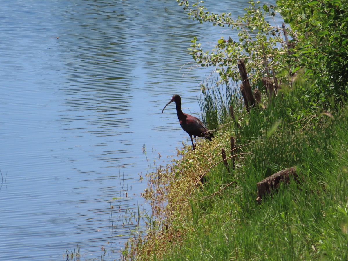 Ibis à face blanche - ML619811511