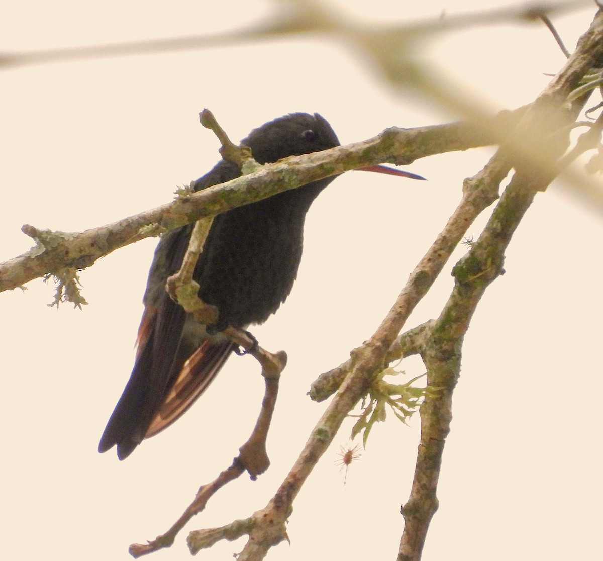 kolibřík měděnořitý - ML619811527