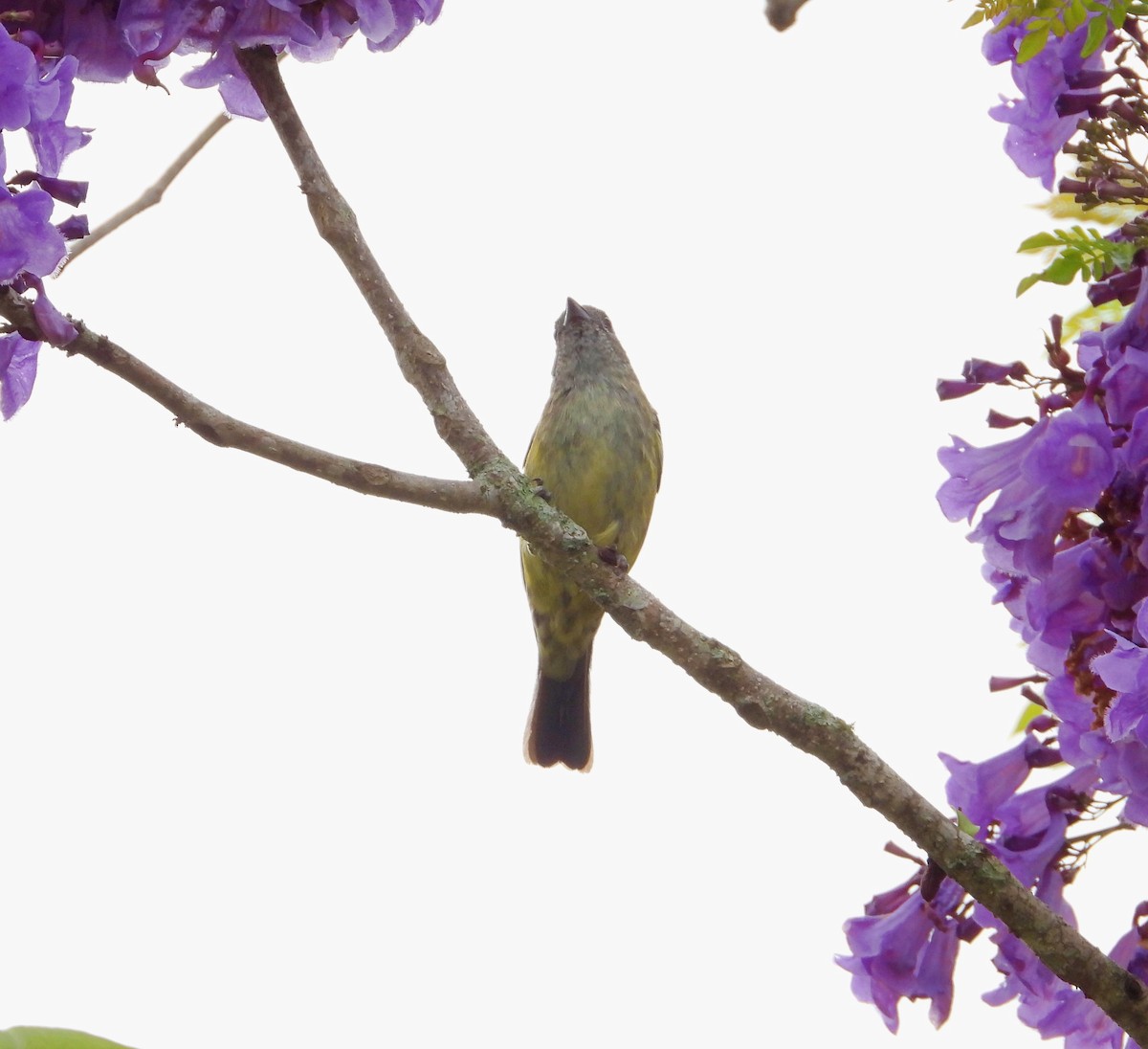 Black-headed Tanager - ML619811565