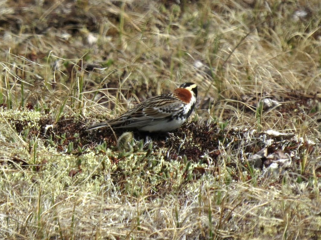 Lapland Longspur - ML619811577