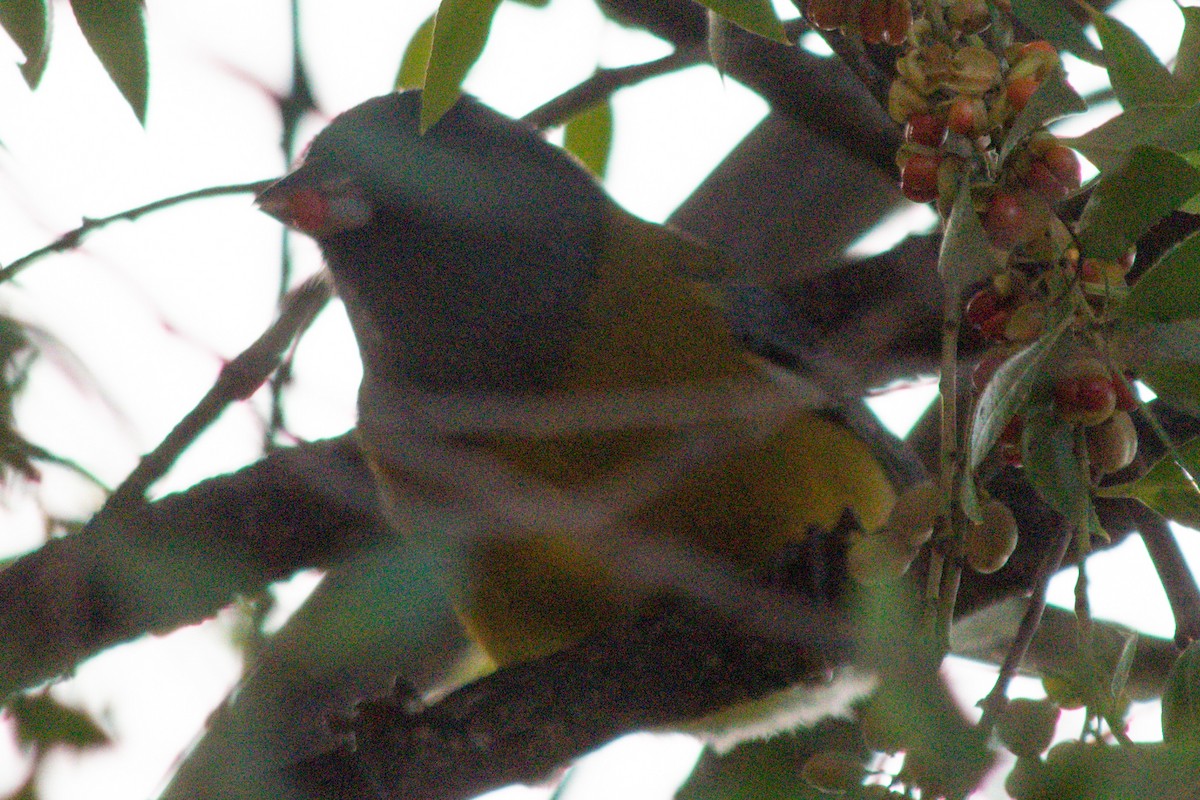 Gray-hooded Sierra Finch - ML619811580