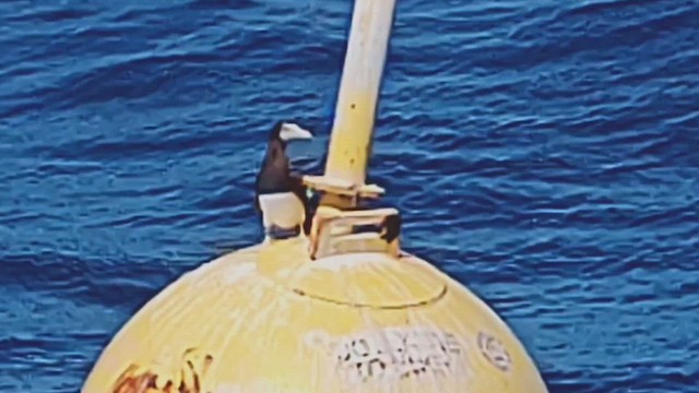Brown Booby - ML619811590