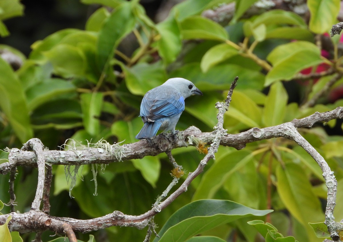 Blue-gray Tanager - ML619811601