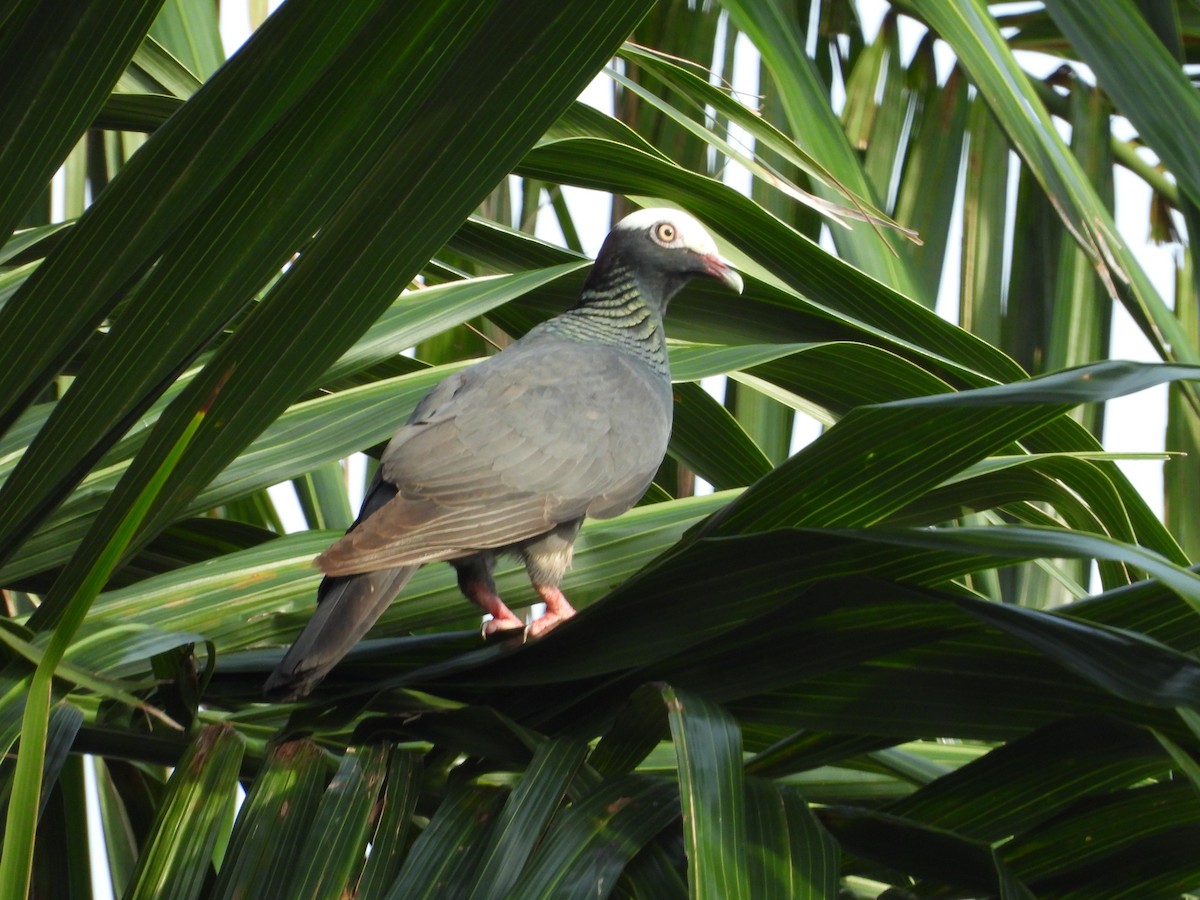 White-crowned Pigeon - ML619811605