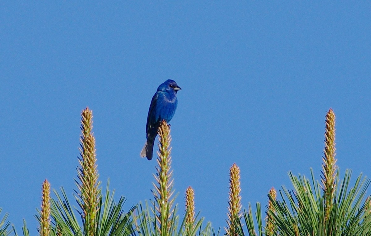 Indigo Bunting - ML619811608