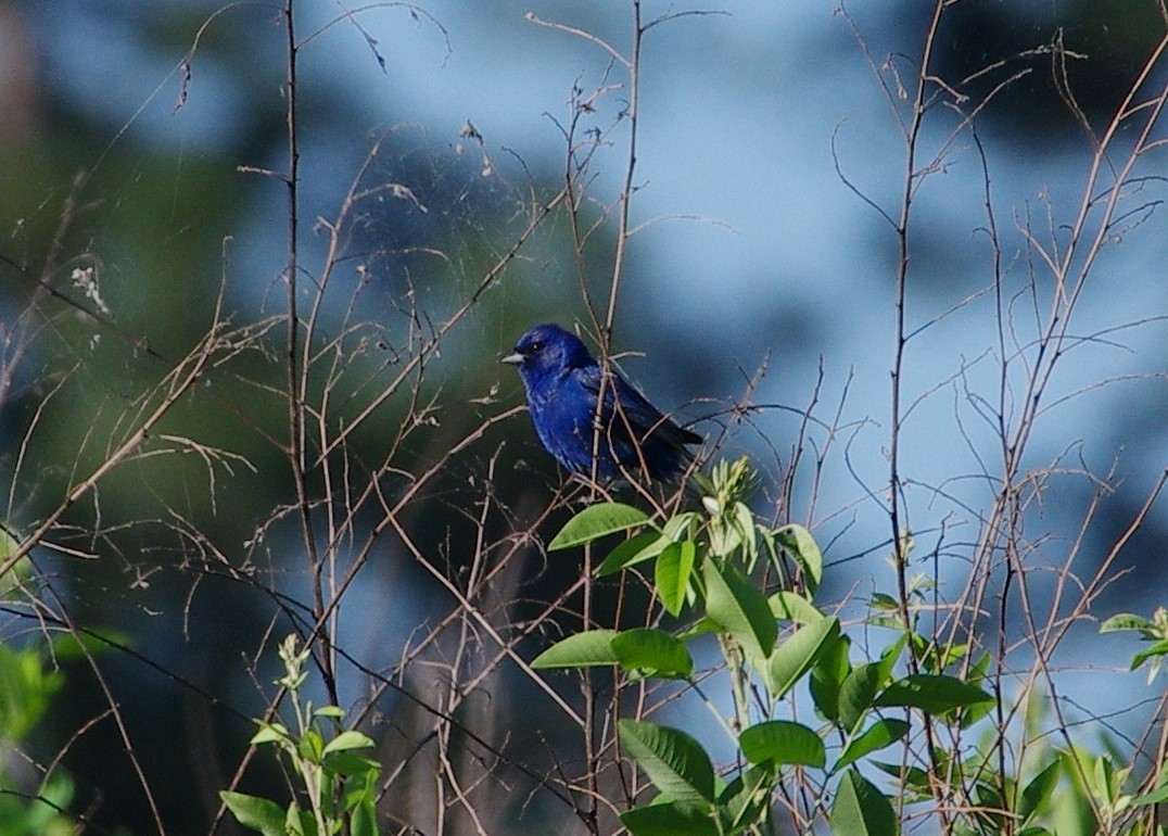 Indigo Bunting - ML619811609