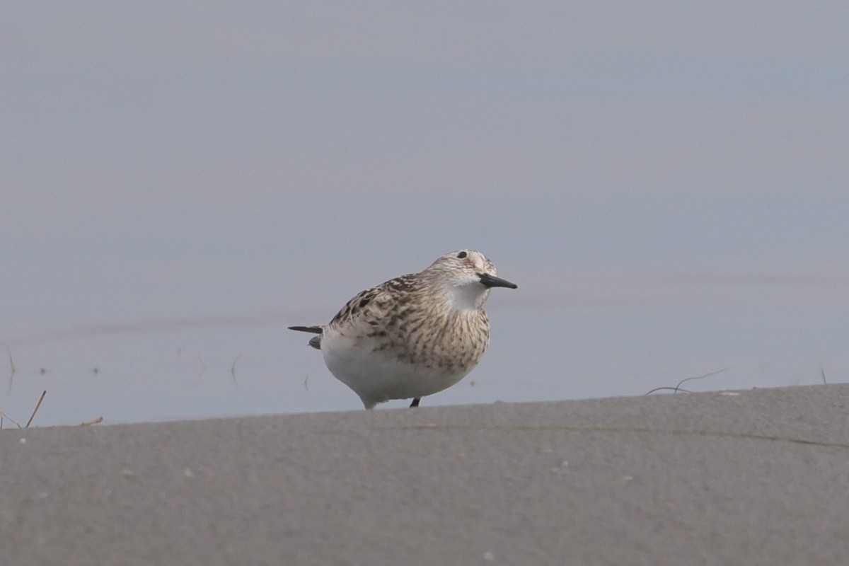 Baird's Sandpiper - ML619811611