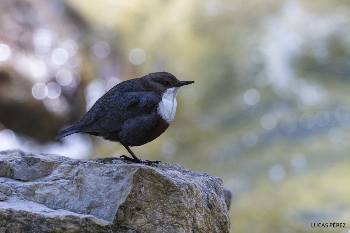 White-throated Dipper - ML619811614