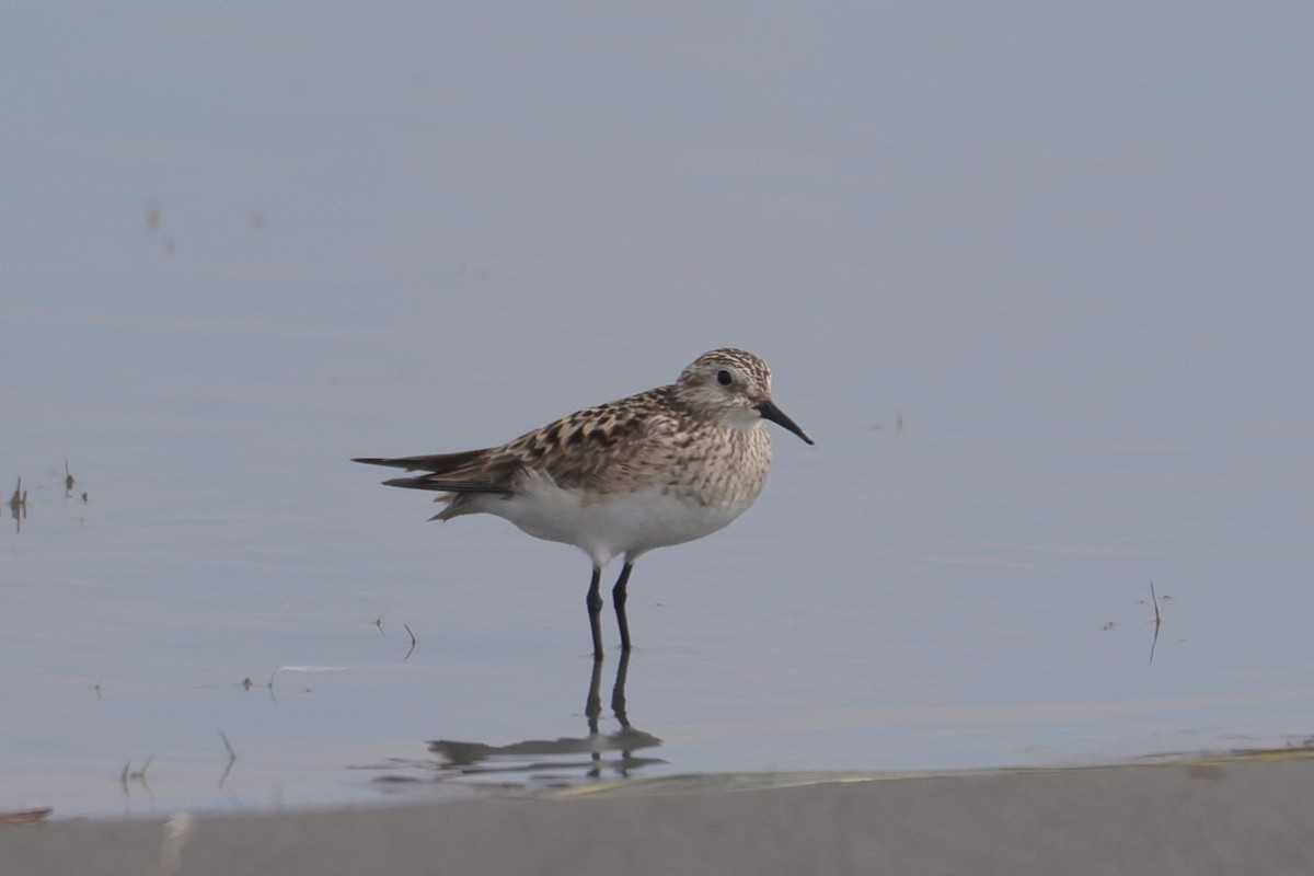 Baird's Sandpiper - ML619811621