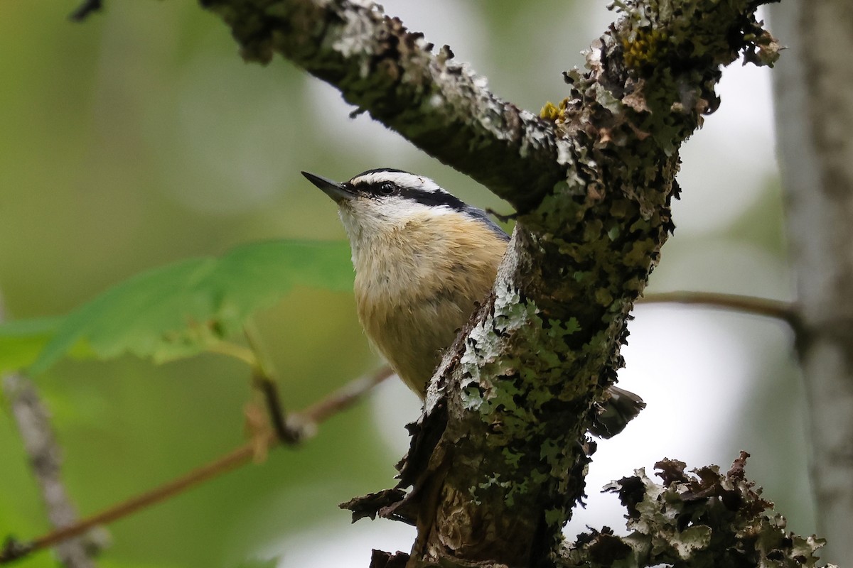 Red-breasted Nuthatch - ML619811631