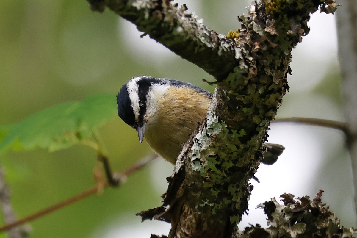 Red-breasted Nuthatch - ML619811632