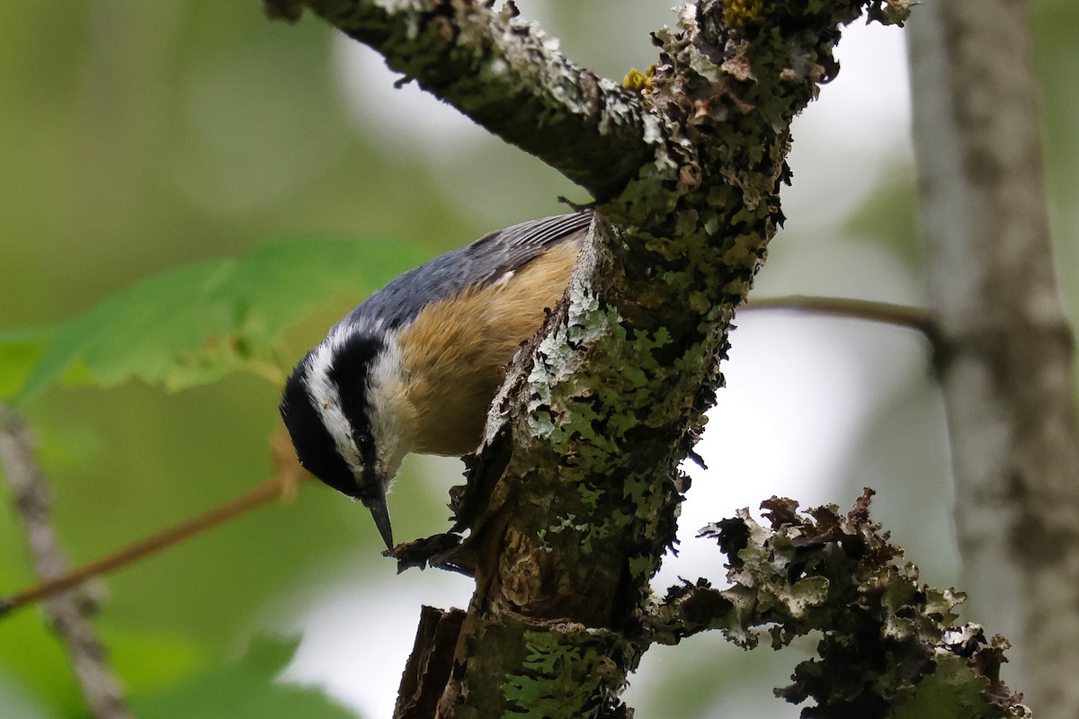 Red-breasted Nuthatch - ML619811633