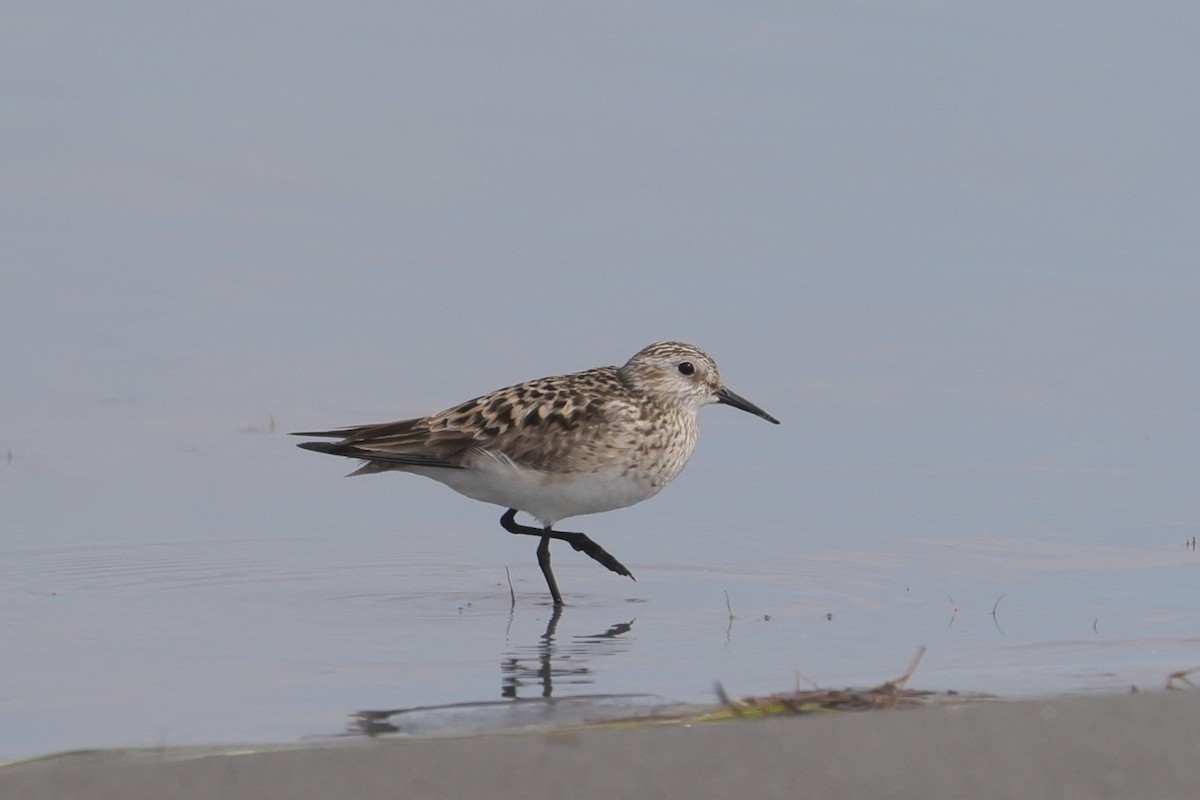 Baird's Sandpiper - Allan Williams