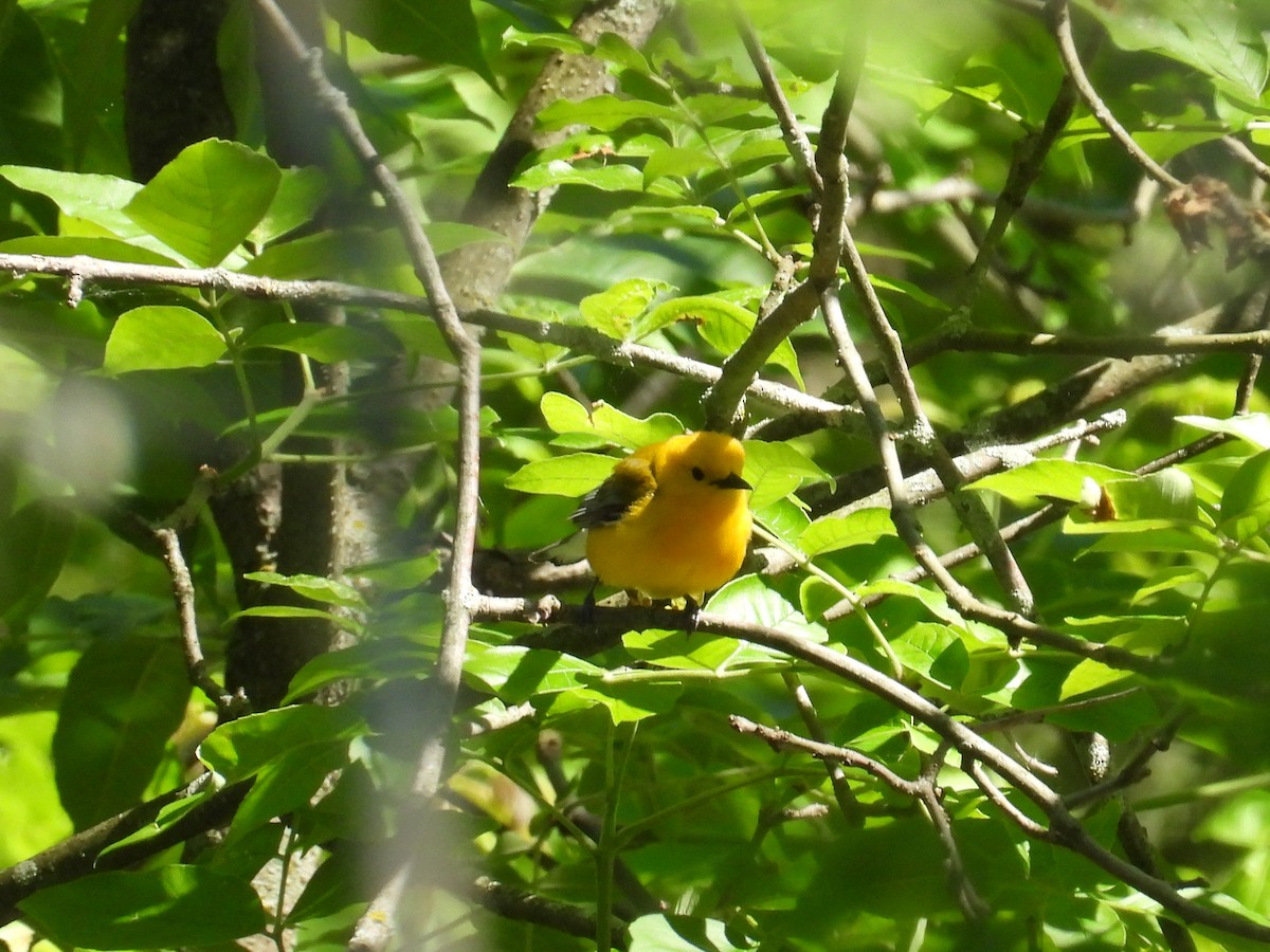 Prothonotary Warbler - ML619811639