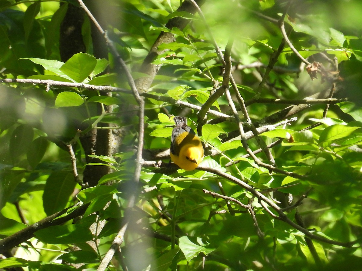 Prothonotary Warbler - ML619811640