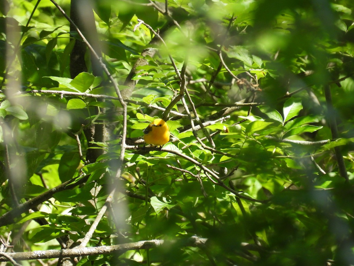 Prothonotary Warbler - ML619811641